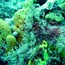 coral_01.jpg
