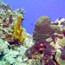 coral_02.jpg