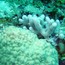 coral_04.jpg