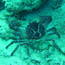 crab_01.jpg