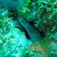 eel_01.jpg