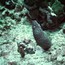 eel_03.jpg