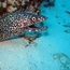 eel_05.jpg