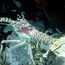 lobster_01.jpg