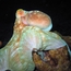 octopus_03.jpg