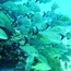 fish_group_05.jpg