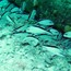 fish_group_06.jpg