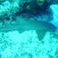 nurse_shark_01.jpg