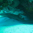 nurse_shark_02.jpg