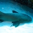 nurse_shark_03.jpg